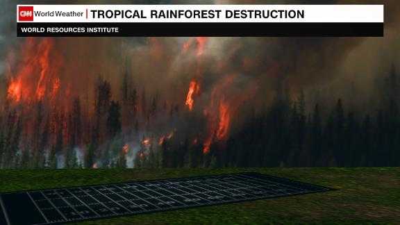 Amazon Deforestation New Research Reveals Unexpected Trends What Does It Mean - 1ym6gyo