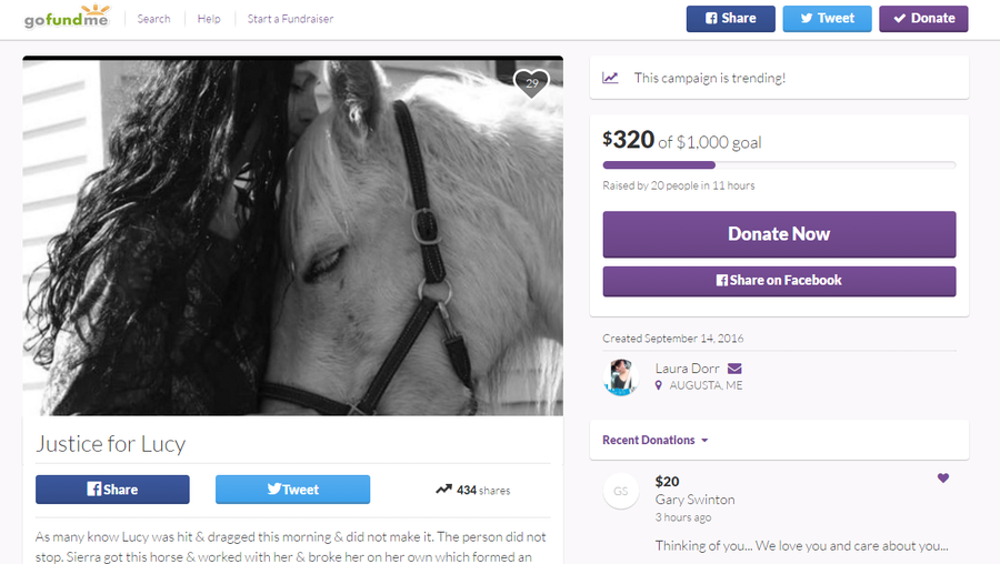 Maine Family Asking For Help In Finding Hit And Run Driver Who Killed Horse Maine Family Asking For Help In Finding Hit And Run Driver Who Killed Horse