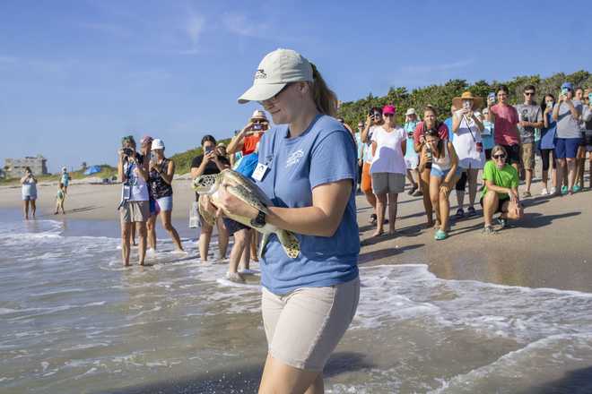 Brevard Zoo to release sea turtle