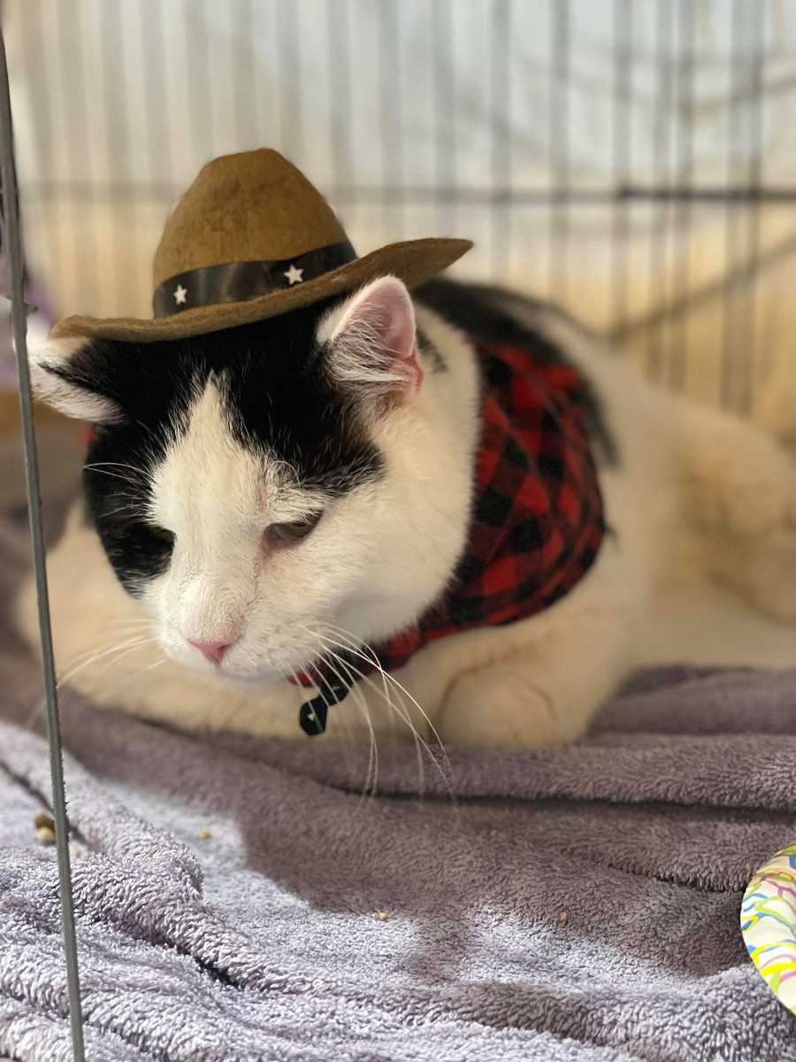 cowboy cat