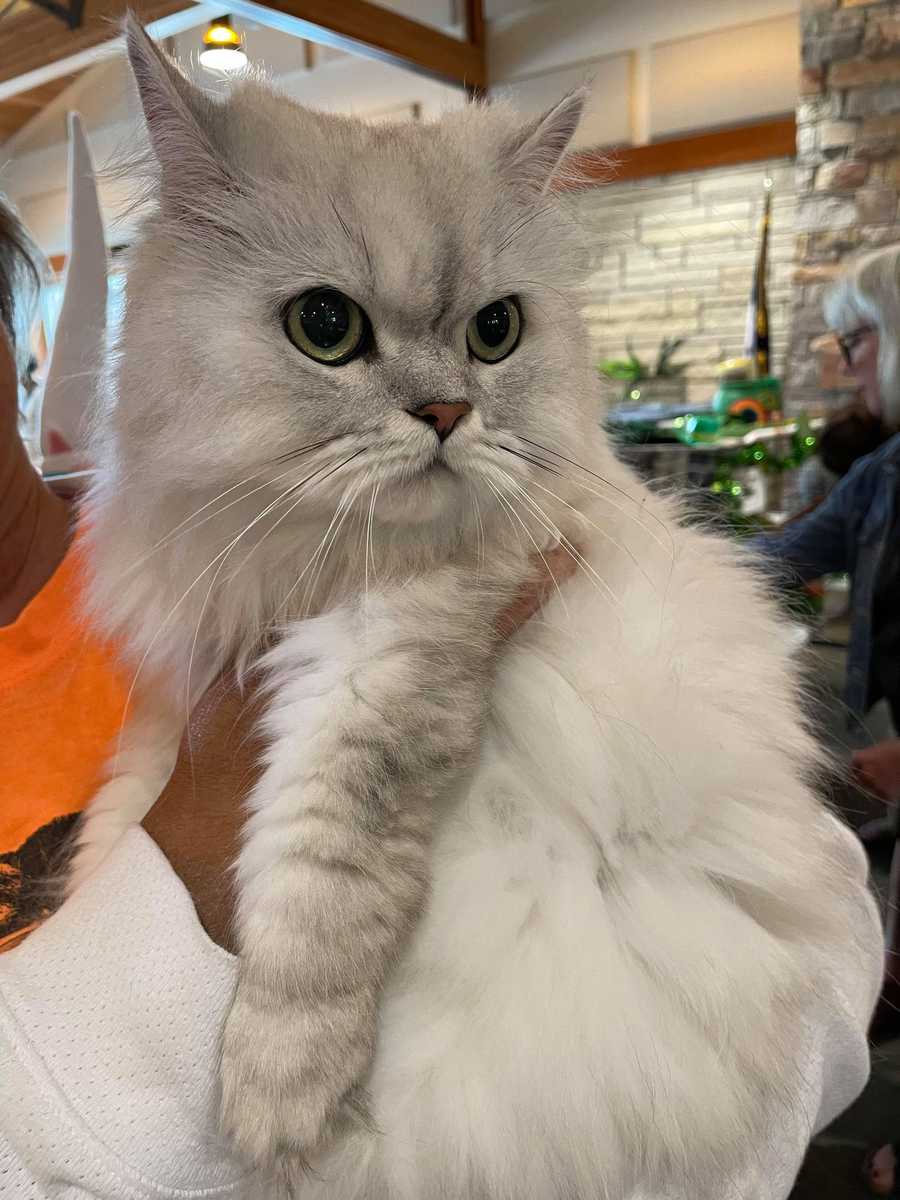 smitten kitten community cat show