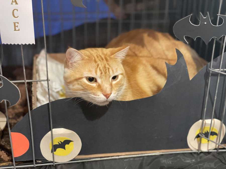 batman searching for his robin