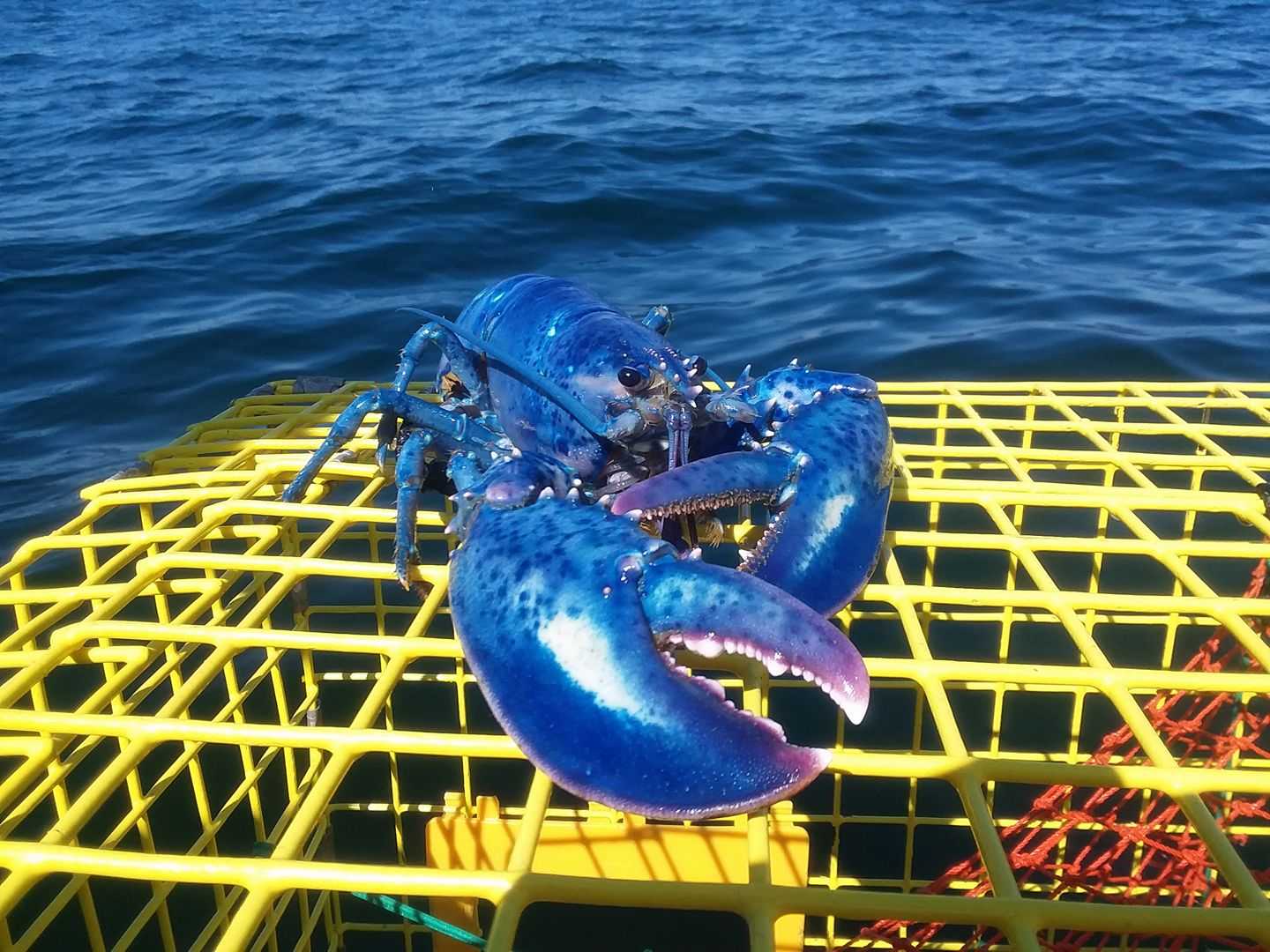 Rare Blue Lobster Caught Off Maine Coast