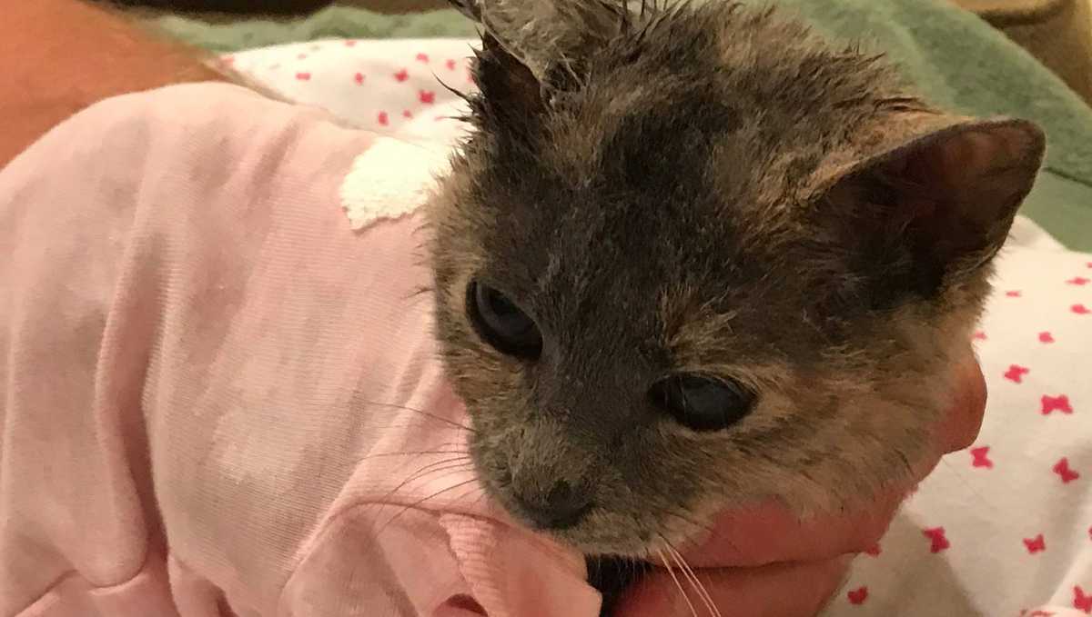 Kitten found with burns recovering at Kenosha shelter