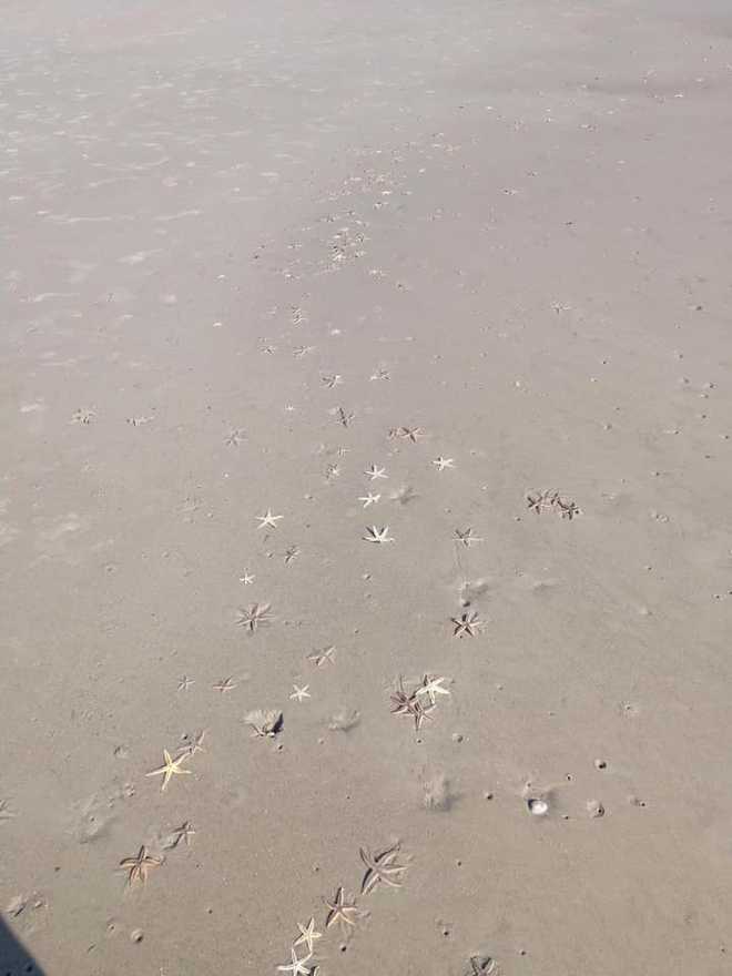 Photo of starfish washed up on north end of Tybee Island taken by Ginger Stroup Benz