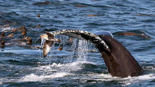 Anchovies are reportedly raining from the sky across San Francisco - Vimarsana News