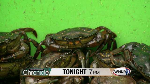 The green crab project – Tonight on NH Chronicle - Vimarsana News