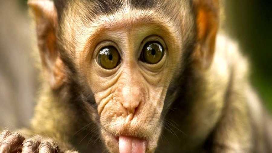 Monkeys, orangutans are basically humans