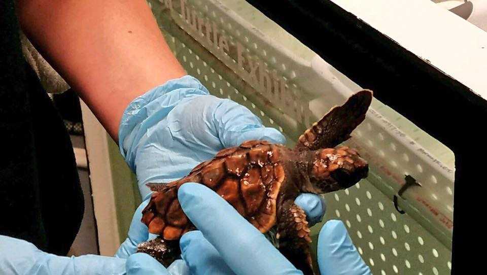 Baby sea turtle rescued by Newport Aquarium