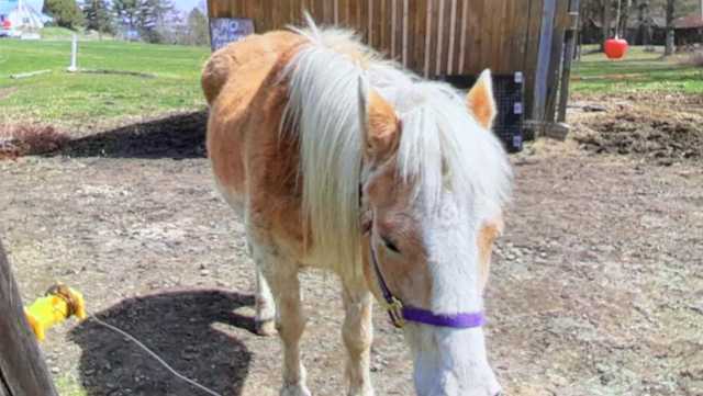 Police: Missing Marshfield horse found safe near home - Vimarsana News