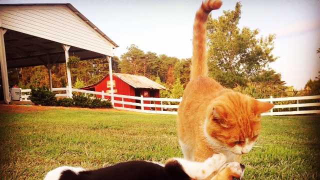 15-adorable-photos-that-will-make-you-a-cat-person