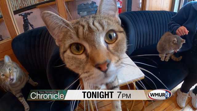 The Tipsy Tabby cat café – Tonight on NH Chronicle - Vimarsana News