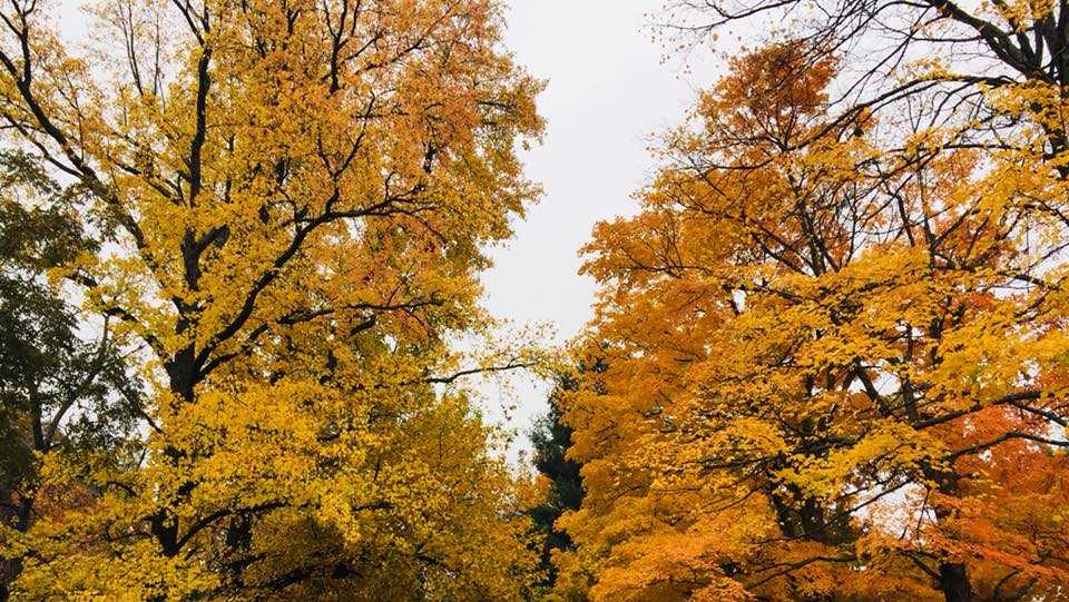 Proof the Ozarks have the best fall colors