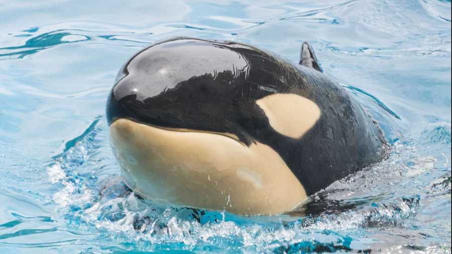 in this march 18, 2015, photo provided by seaworld, amaya, a 6-year-old female orca, swims a the park. amaya died unexpectedly on thursday, aug. 19, 2021, with her animal care specialists by her side in san diego, calif. the cause of death will not be known until the results of a post-mortem examination are complete, which may take several weeks.