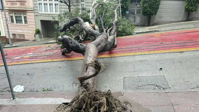 5 people killed by fallen trees in SF Bay Area amid storm - Vimarsana News