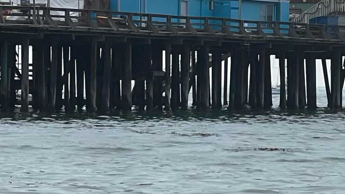 Woman and her dog rescued at Capitola Beach