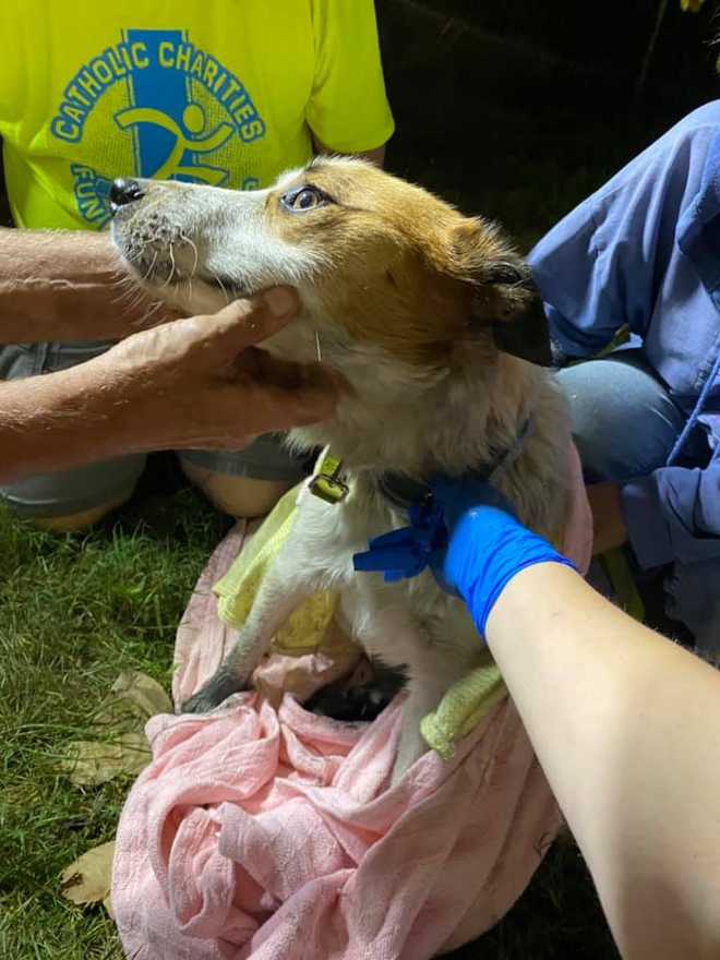 WOW: Firefighters rescue dog trapped in 40-foot well