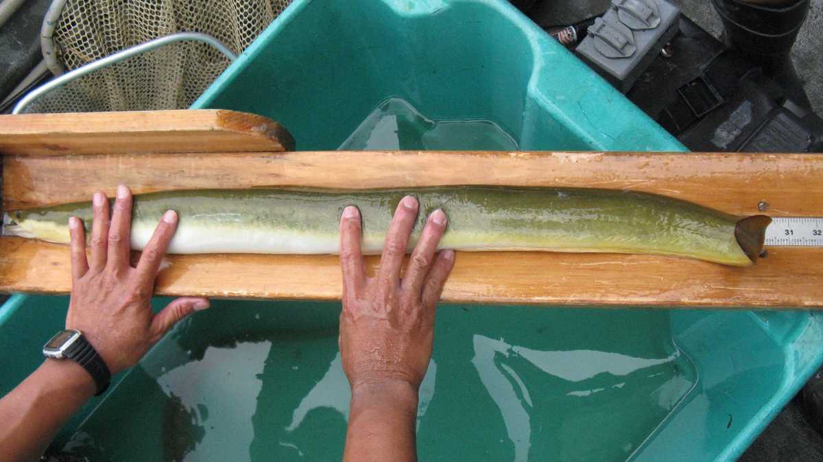 Did you know you can find rare eels swimming in Indiana rivers?