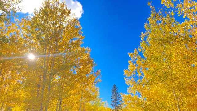 The leaves are turning in the Sandia Mountains. - Vimarsana News
