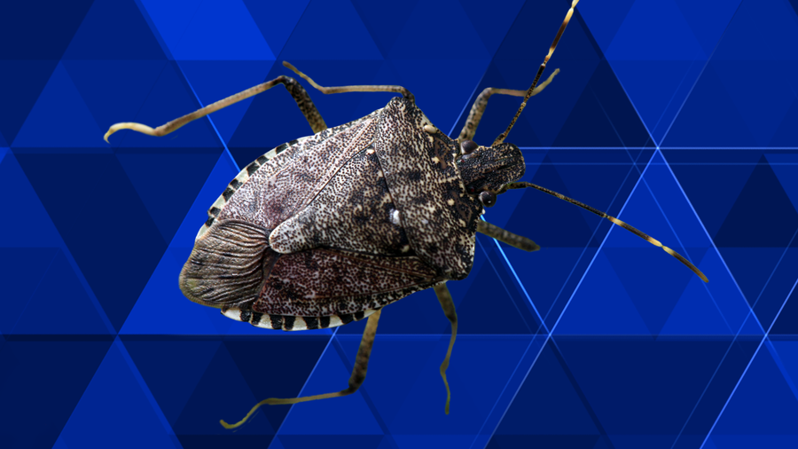 Official Stink Bugs May Sneak Into Homes To Avoid Cold 0560