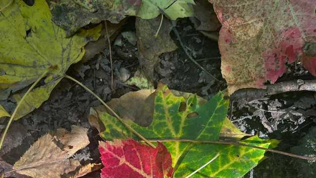 How warm weather and drought are impacting fall foliage - Vimarsana News