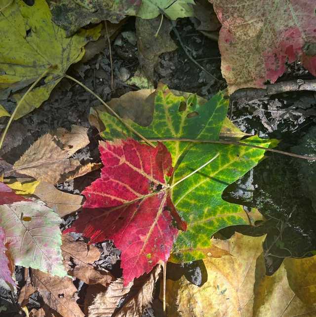 How warm weather and drought are impacting fall foliage - Vimarsana News