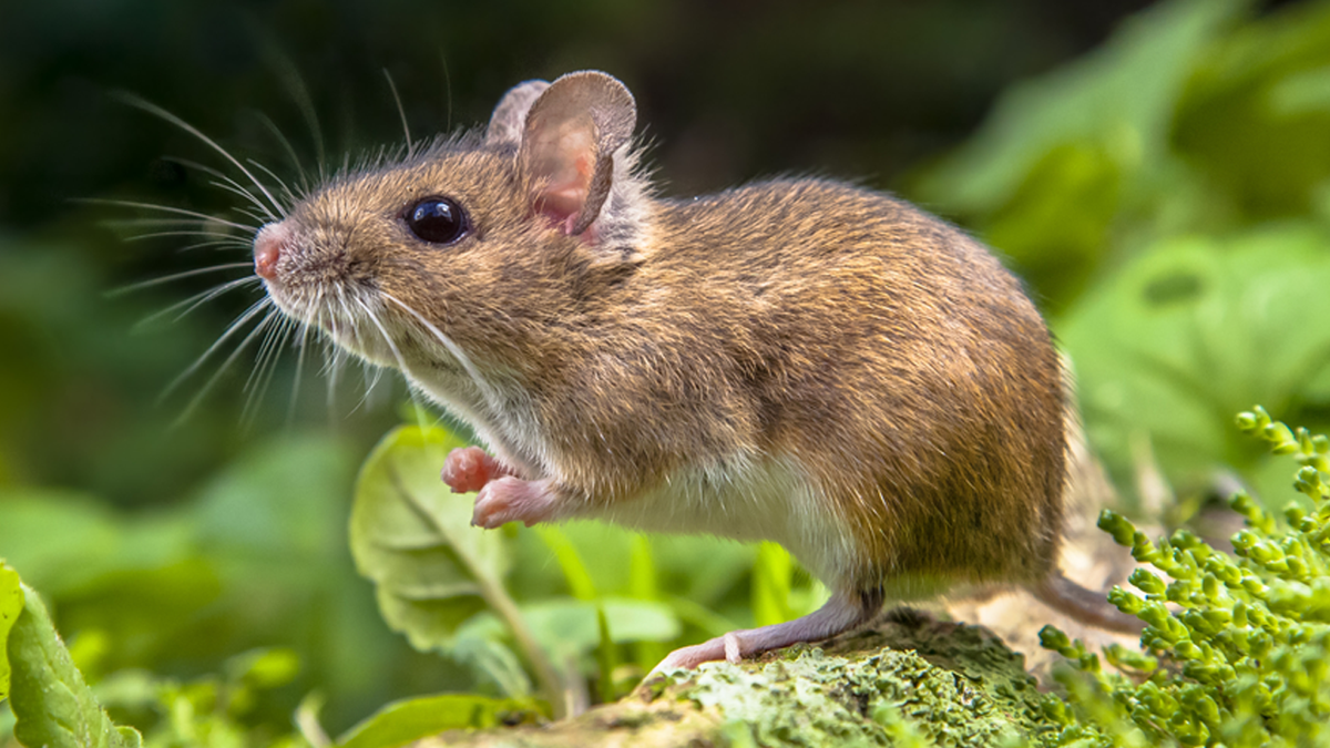 live mouse in living room