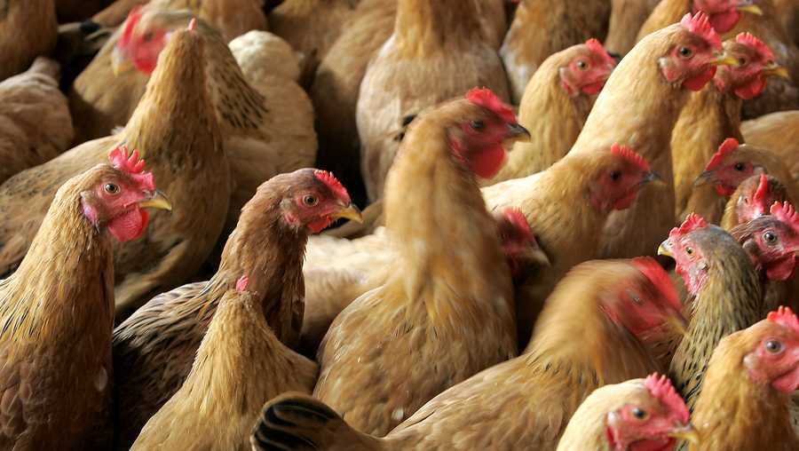3 Kansas sites finalists for Tyson chickenprocessing plant
