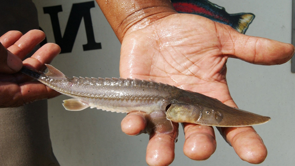 sturgeon fish dinosaur