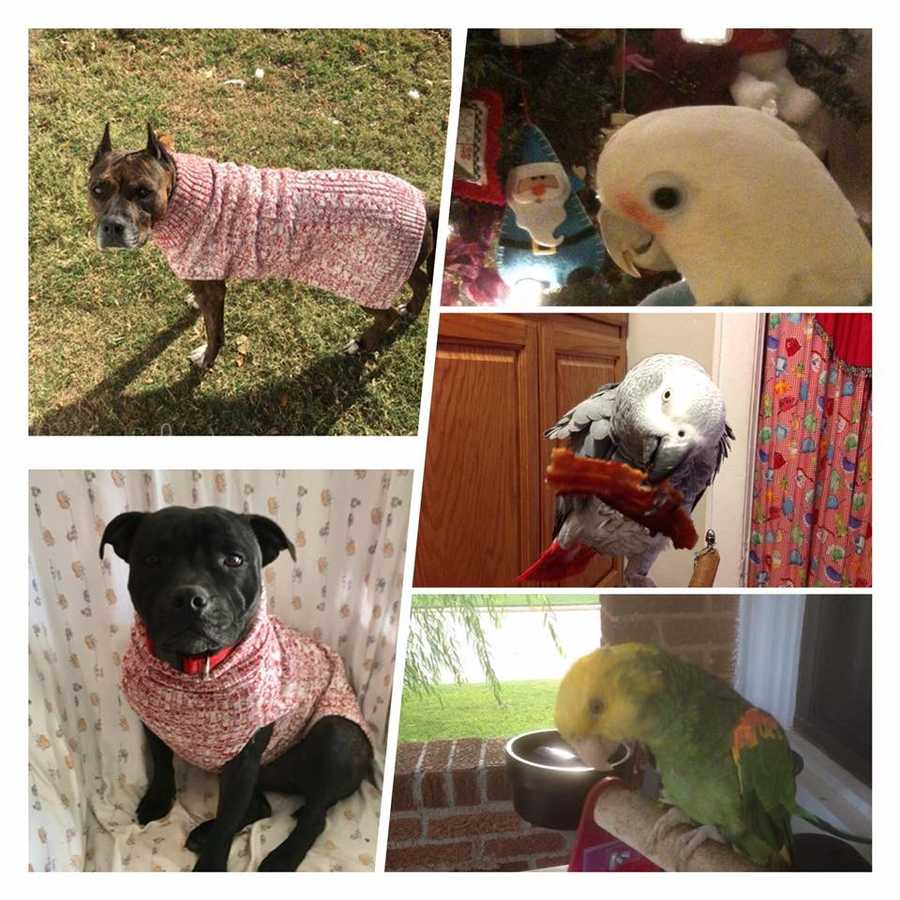 Gallery Happy National Dress Up Your Dog Day!