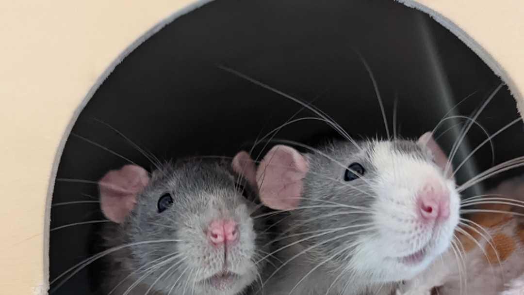cute dumbo rats