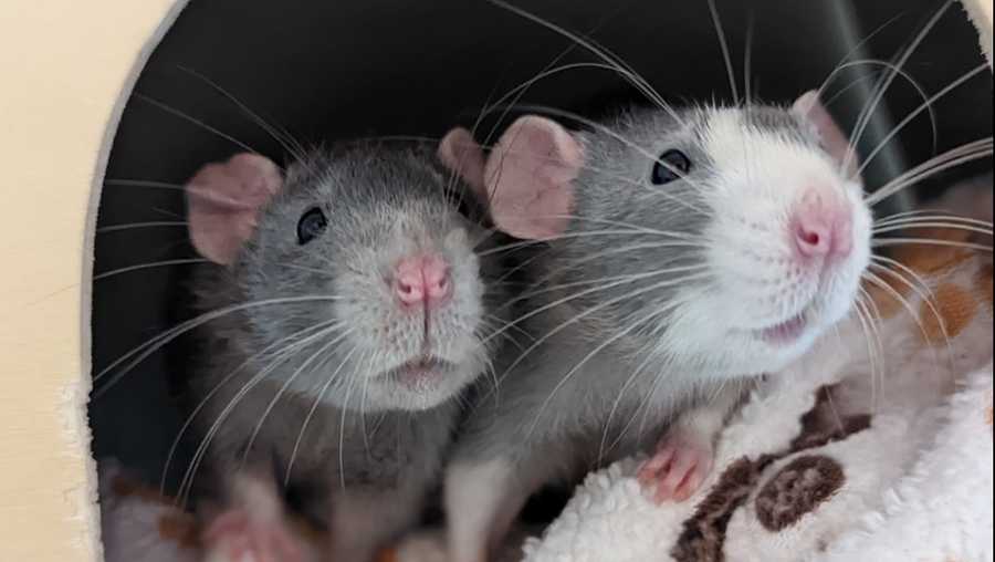 rick and morty, 1-year-old dumbo rats