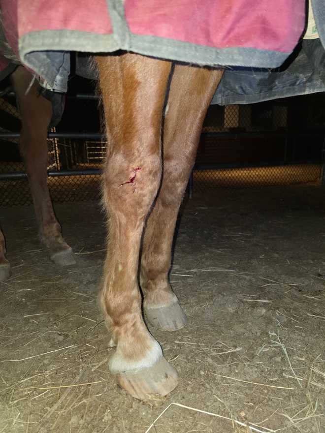 Horse injured when SUV crashes into barn; driver charged