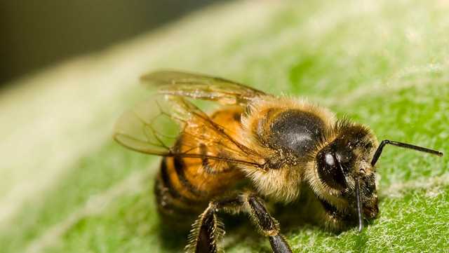 Beekeeper talks about importance of bees - Vimarsana News