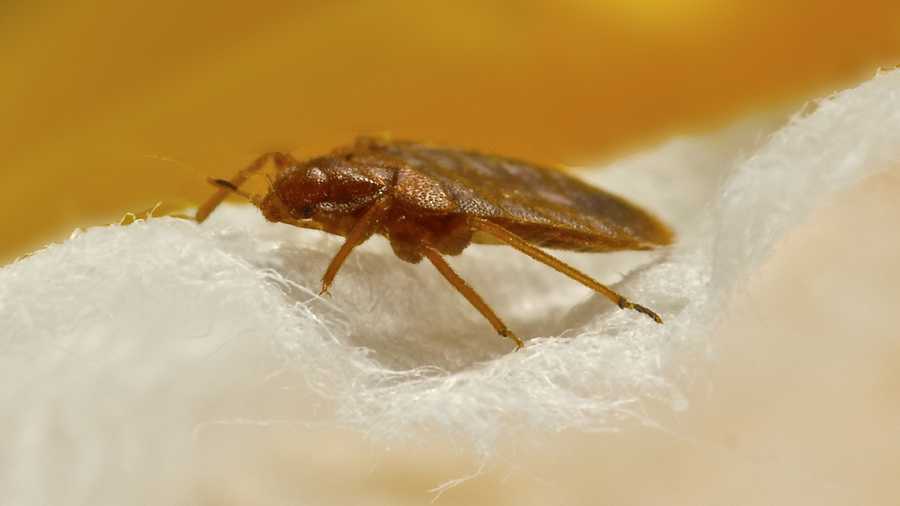 bed bugs file image