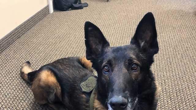 Hero USFS K-9 dies, survived being stabbed in 2 different drug raids - Vimarsana News