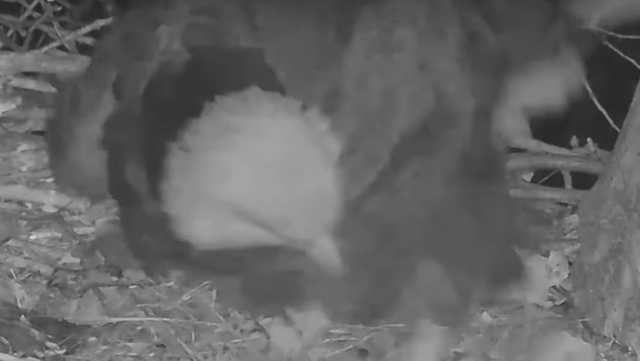 First egg of 2022 found in Hays, Pa. bald eagle nest - Vimarsana News