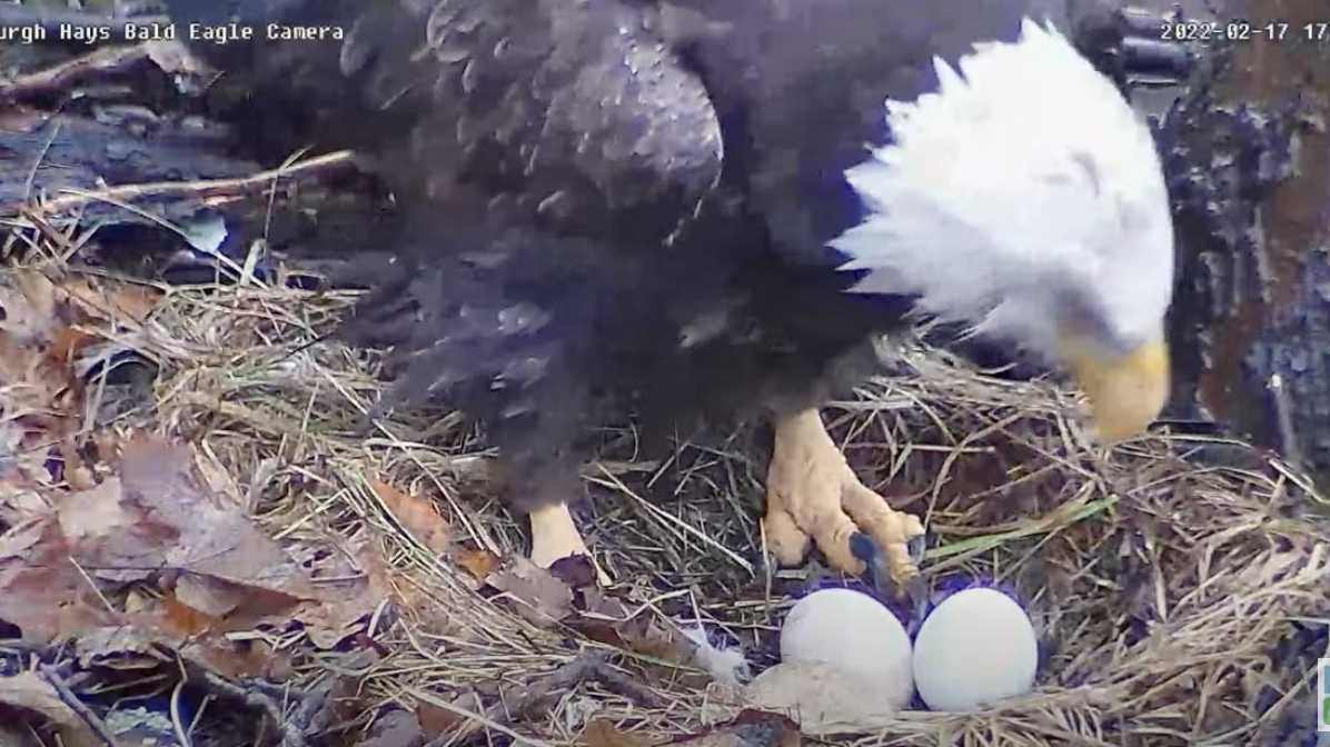 nest egg camera