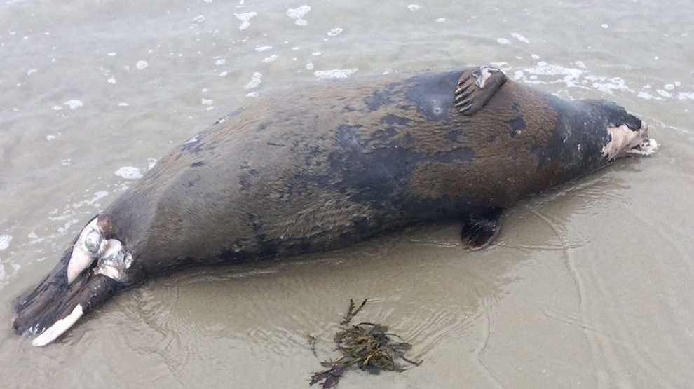 Unusual' seal deaths in Maine linked to avian flu