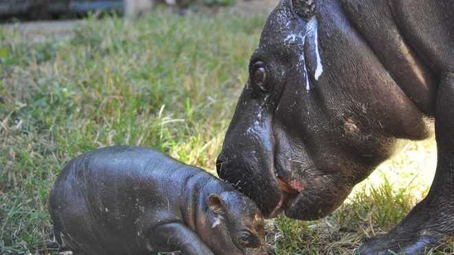 Louisville Zoo mourns death of pygmy hippo Hope