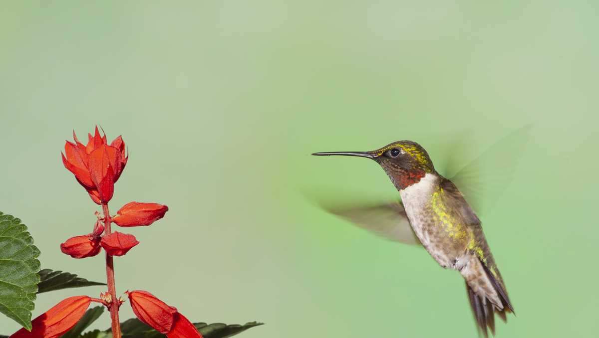 Hummingbirds expected to arrive in Ohio in next few weeks