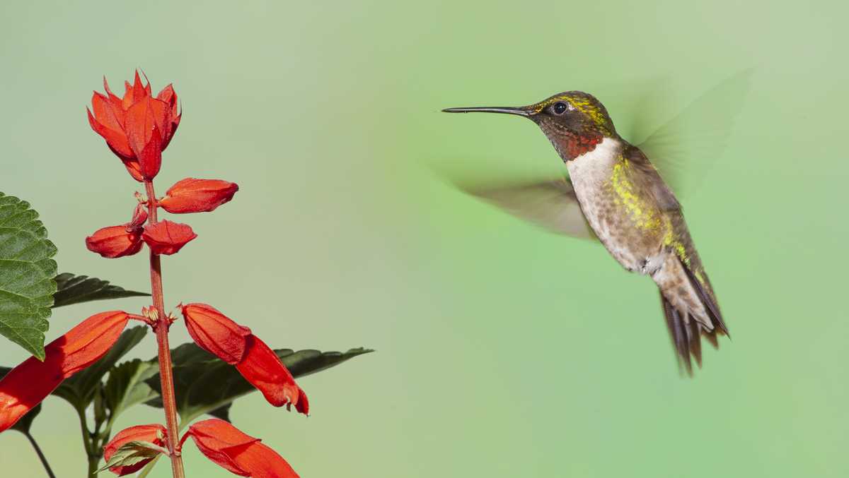 Hummingbirds Head Back To Ohio A Sure Sign Of Spring,Bittersweet Plant Leaves