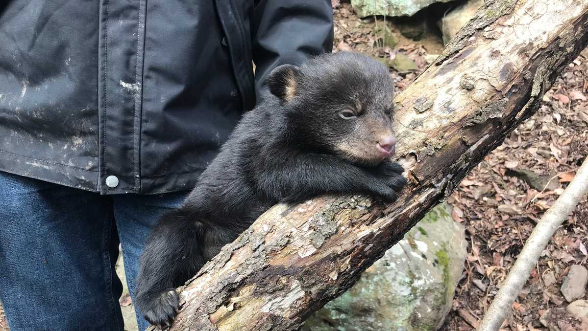 See Arkansas bear cub Game & Fish monitors bear growth