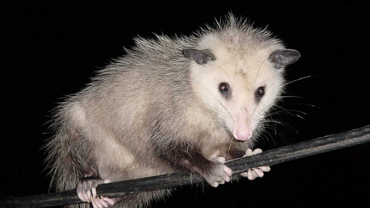 South Carolina Possum set on fire, teens arrested