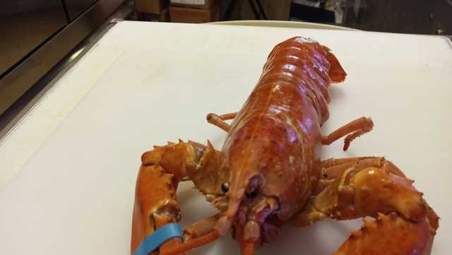 Rare orange lobster rescued from Florida seafood store - Vimarsana News