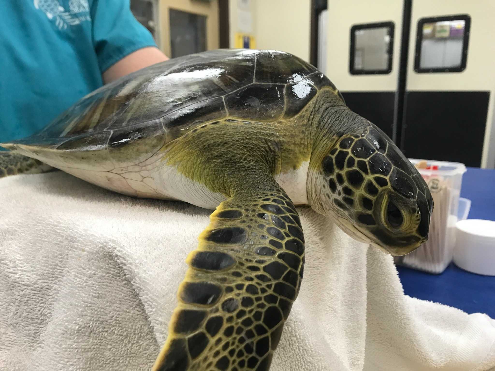 Georgia Broke Its Sea Turtle Nest Record, More Nests Possible