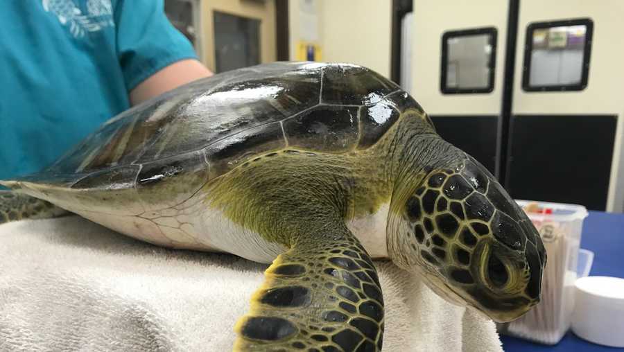 Georgia Sea Turtle Center - What makes up a turtle's shell? 🐢 The