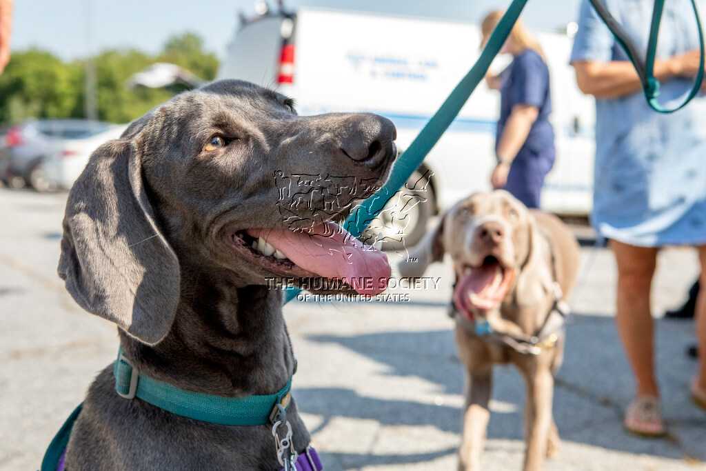 Humane Society Gallery