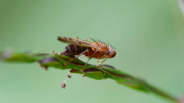 Larvicide sprayed along Back River in effort to get rid of midges - Vimarsana News