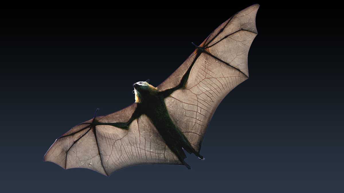 Rabid bat confirmed; one person, two pets exposed, officials say - WYFF